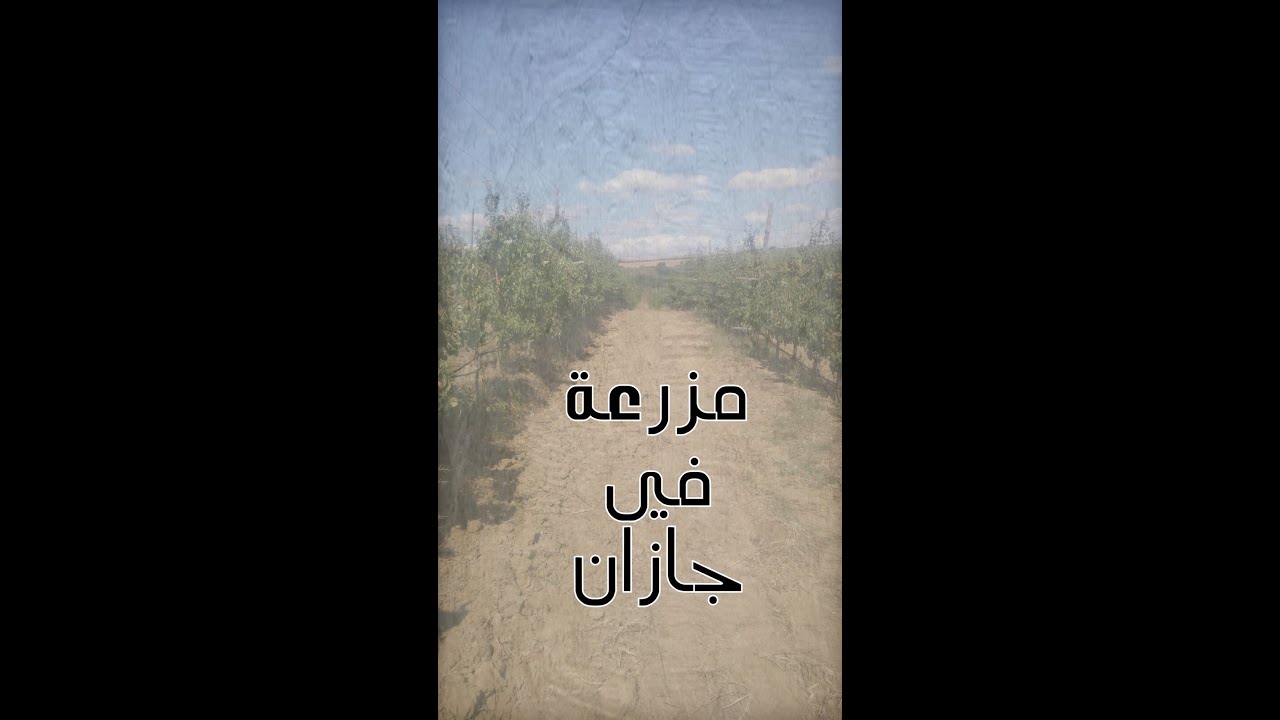 أحداث خلال فترة زراعة و حصاد مزرعة في جازان #جن
