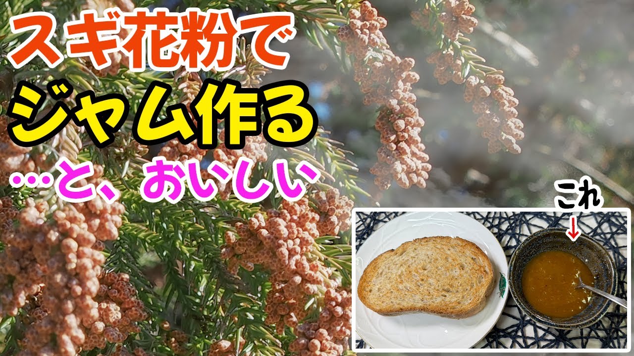 スギ花粉でジャム作ると、美味しい