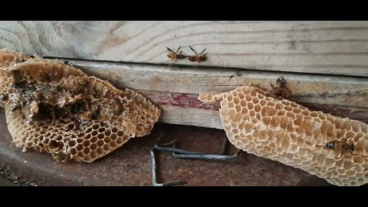 How I catch my nabour honey bee swarm / Entity to grasp.