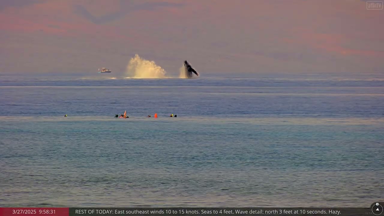 Mar 27, 2025: 3 Beautiful Humpbacks Breaching in Maui, Hawaii