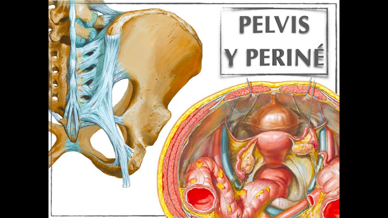 PELVIS Y PERINÉ
