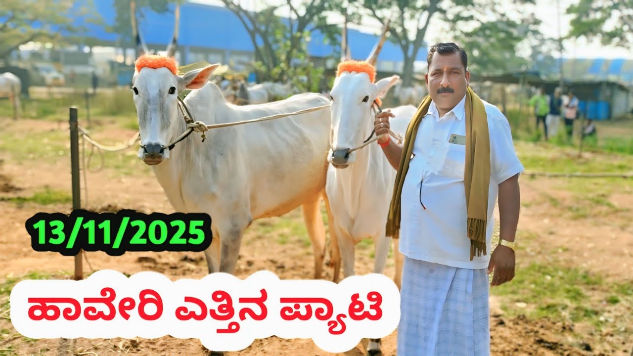 ಹಾವೇರಿ ಎತ್ತಿನ ಪ್ಯಾಟಿ || Haveri Bulls Market || ಪ್ರತಿ ಗುರುವಾರ ಬೆಳಿಗ್ಗೆ 