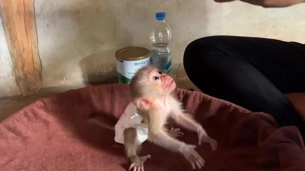 Baby Mato Standing 2 Leg Very Eager Stare Mom Mixing Milk For Him