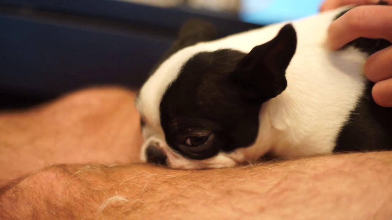 A Fun Day of Pepper: Boston Terrier Puppy