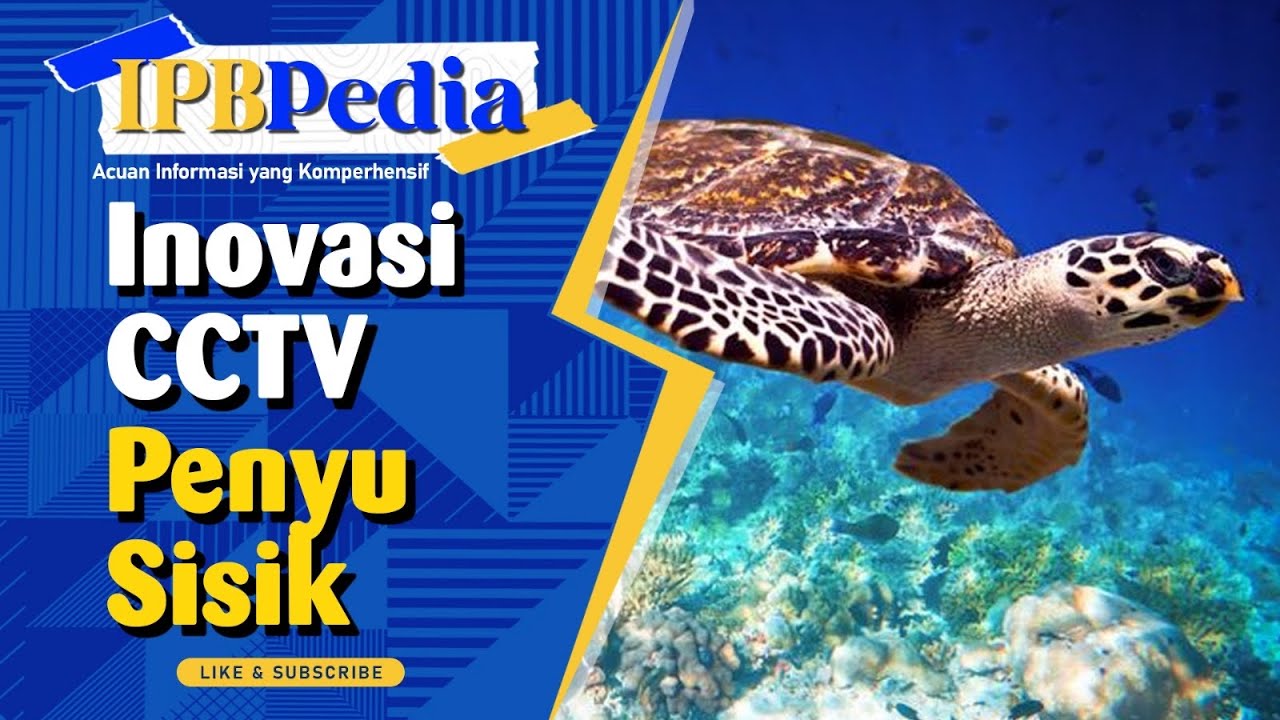 IPB Pedia: Sinergi Teknologi dan Edukasi dalam Konservasi Penyu Sisik Pulau Rambut