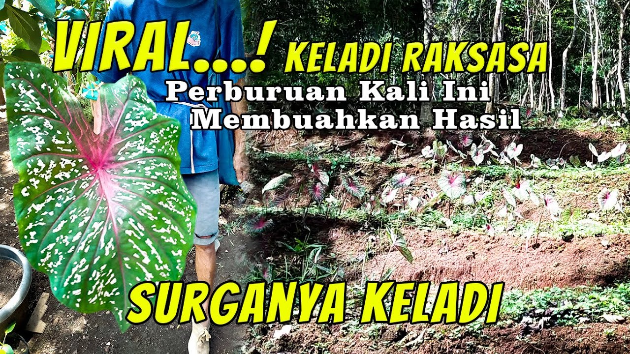 BERTEMU KELADI RED STAR RAKSASA! Berburu Tanaman Hias Di Hutan Liar
