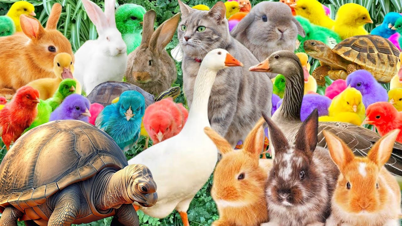 Catch rainbow chicks, colorful chicks, rainbow chickens, turtles, ducks, bunny, cute chicken #16