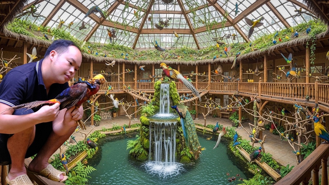 The man trapping birds in the forest & bring them back to raise them in magnificent villa enclosure.