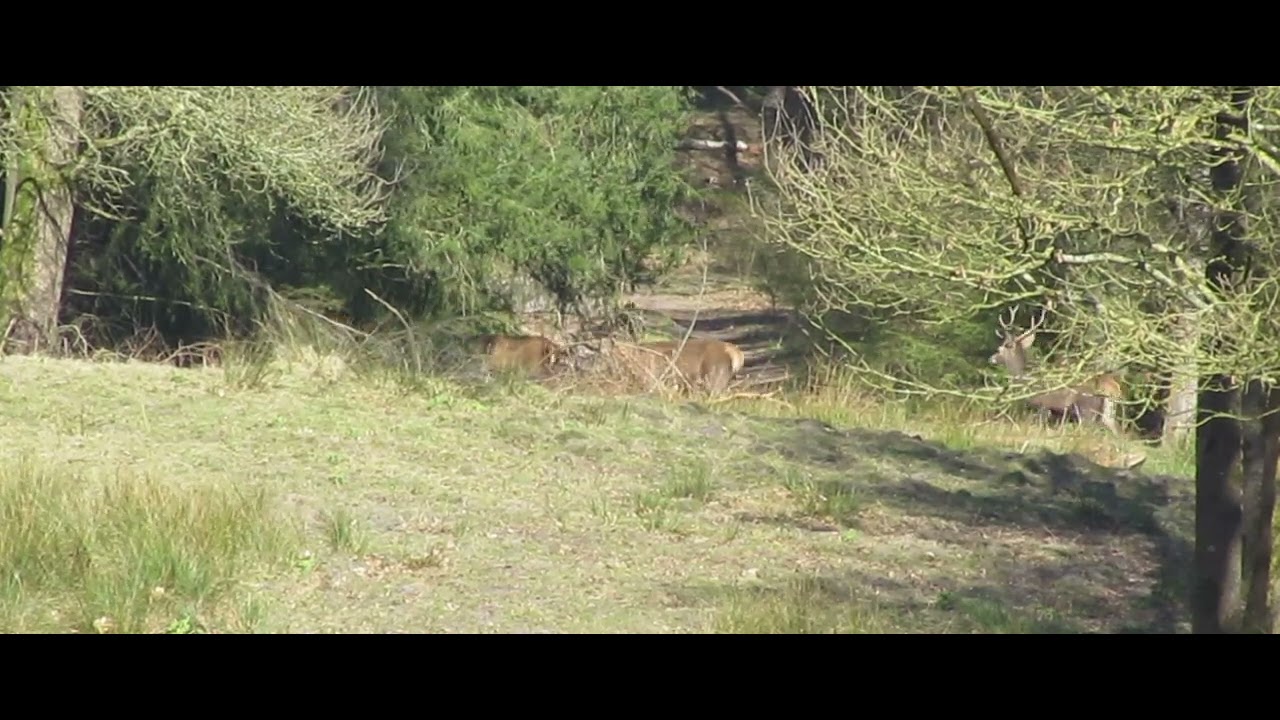 Edelherten in de bos en het leek wel voorjaar begin van de dag.
