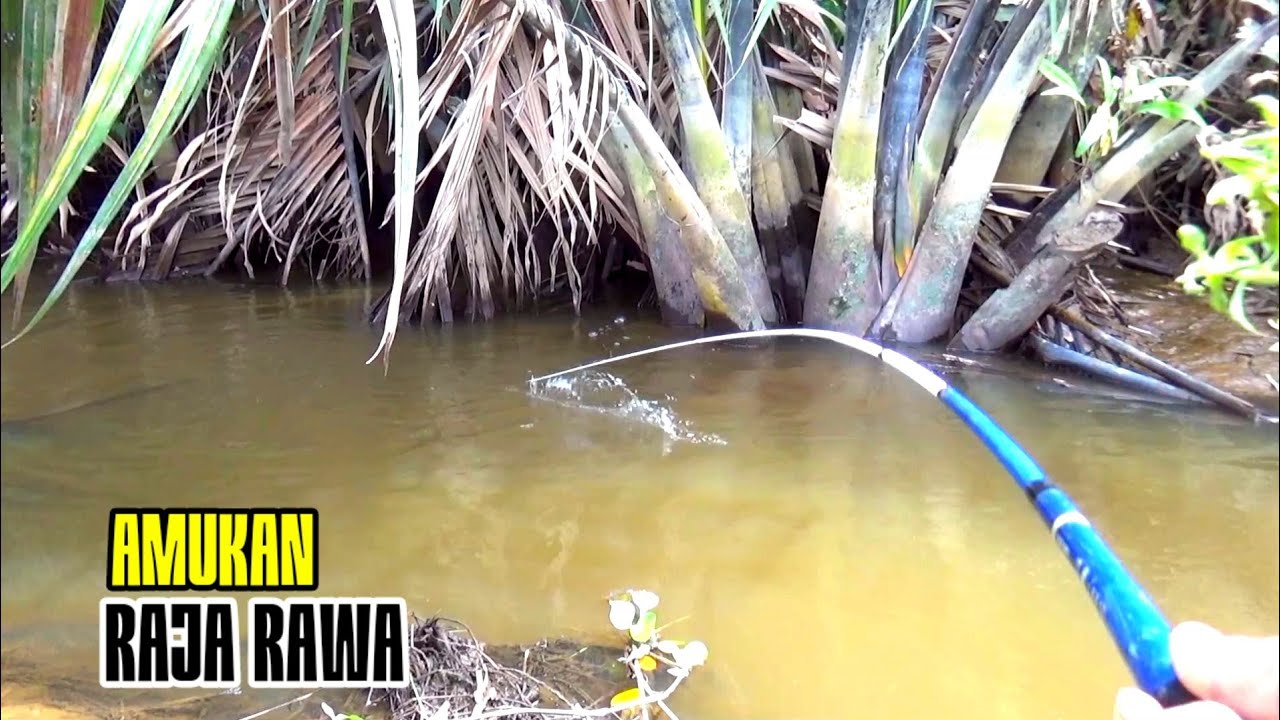 Bahaya...!! Pemancing Langsung Ketakutan Melihat Amukan Penunggu Rawa Nipah