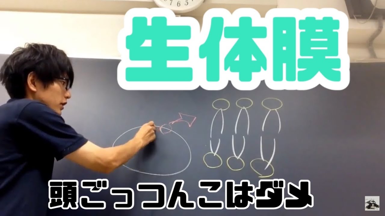 生体膜 ・リン脂質　高校生物