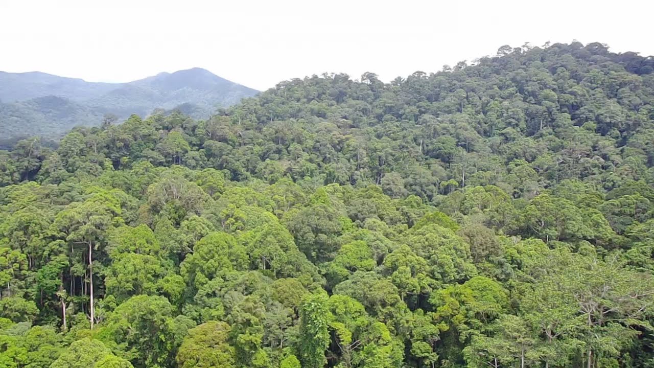 Camping 4 hari 3 malam dihutan perbatasan Kalimantan tengah jalur sunyi yang perlahan berubah ramai 