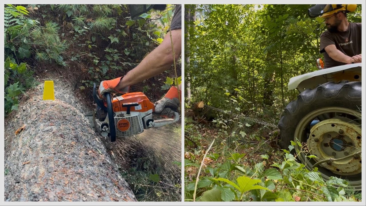 Low Impact Logging: White Pine Extracted with a Compact Tractor
