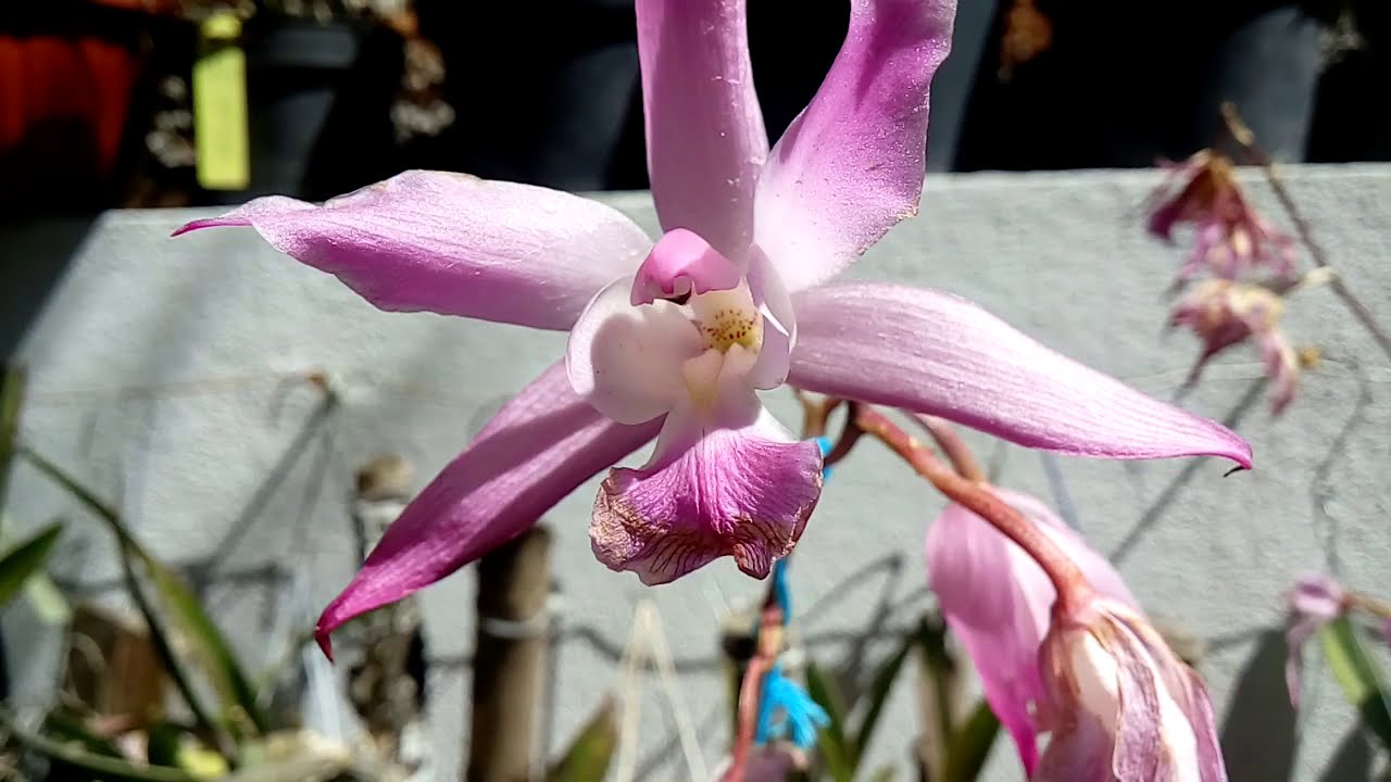 Laelia rubescens/Encabarcenia rubescens