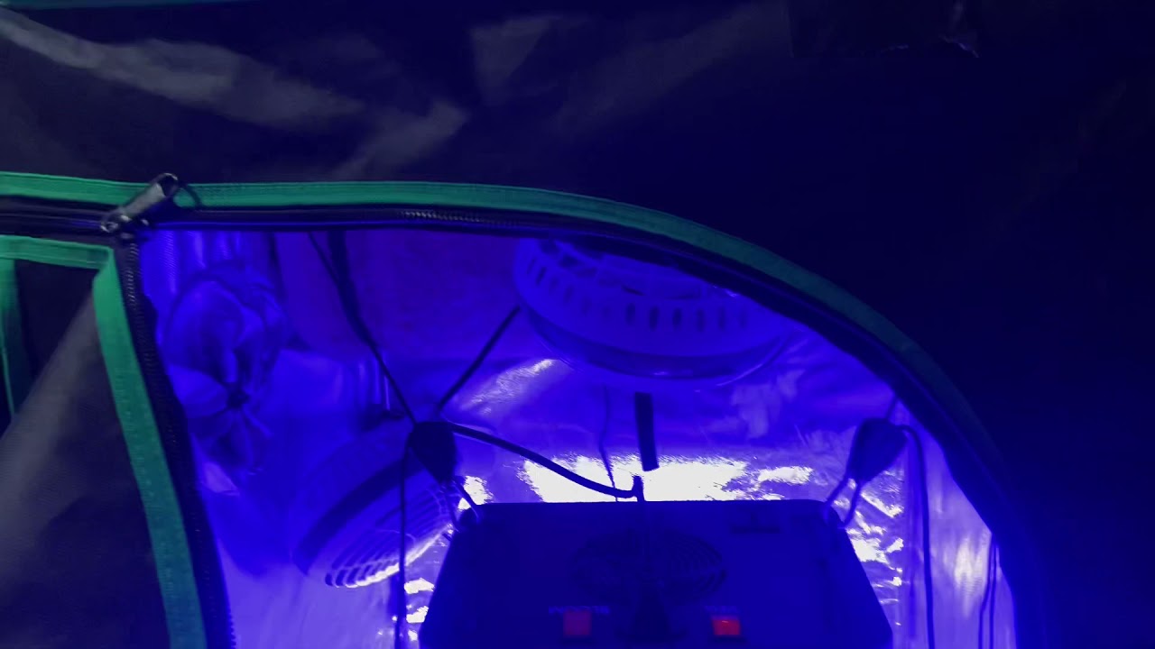 600watt grow light in a 2x2x4 BLUECHEESE stay tuned