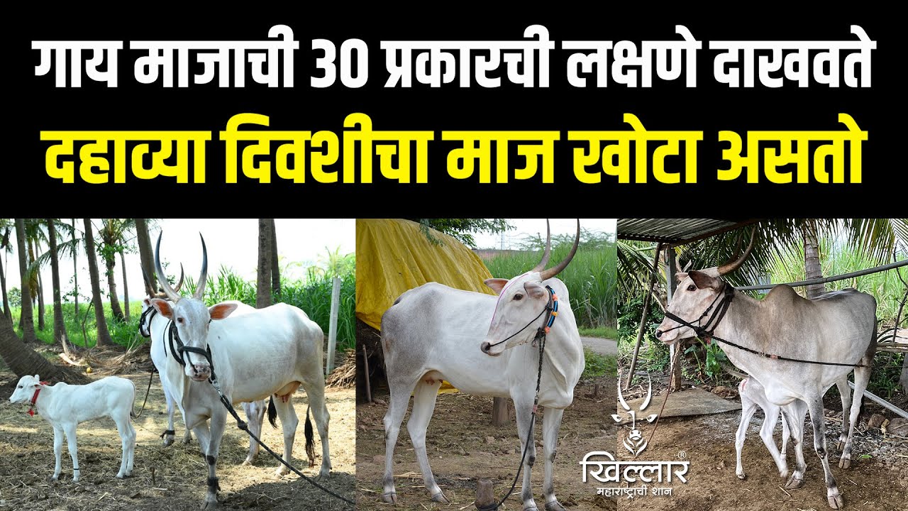 गाईची तब्बेत कमी करा, म्हणजे गाय गाभण राहील? - डॉक्टरांचा सल्ला | Khillar Maharashtrachi Shaan 2024