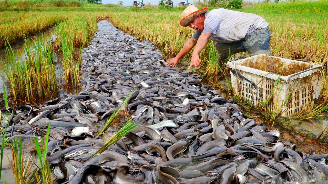 I catching a lot of catfish in the rice field!