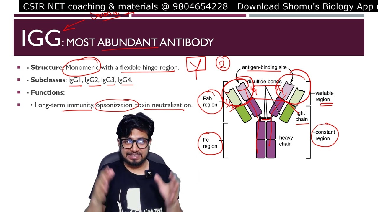 Antibodies structure and functions | Types of antibodies | immunoglobulins strcture