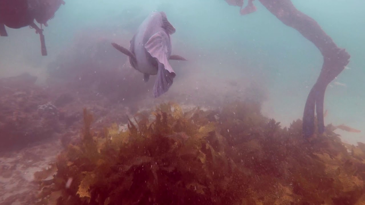 Bare Island, La Perouse Dive - HD
