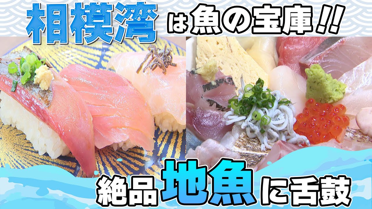 カナフルTV　12月18日　相模湾は魚の宝庫！日本三大深湾に迫る