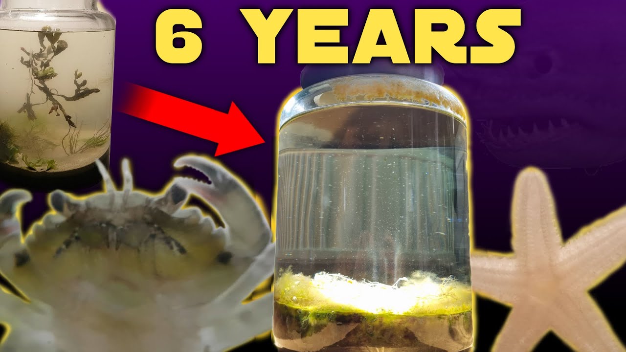 Шесть лет назад я налил солёную воду в банку, и вот что произошло | Natural Saltwater Ecospheric:...