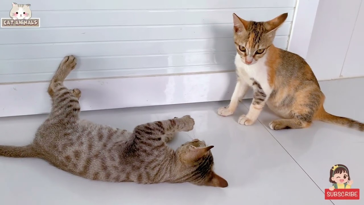 These kittens are playing so cutely 😂 Cute cat video