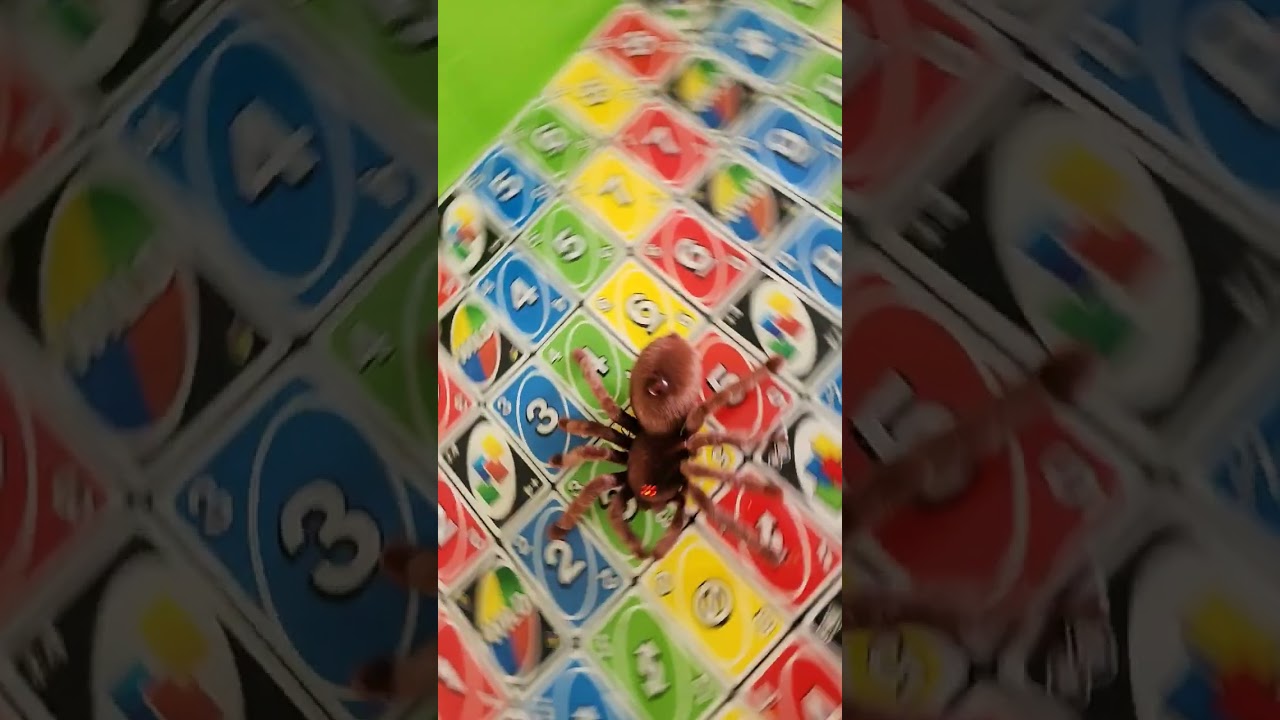 RC Tarantula Spider