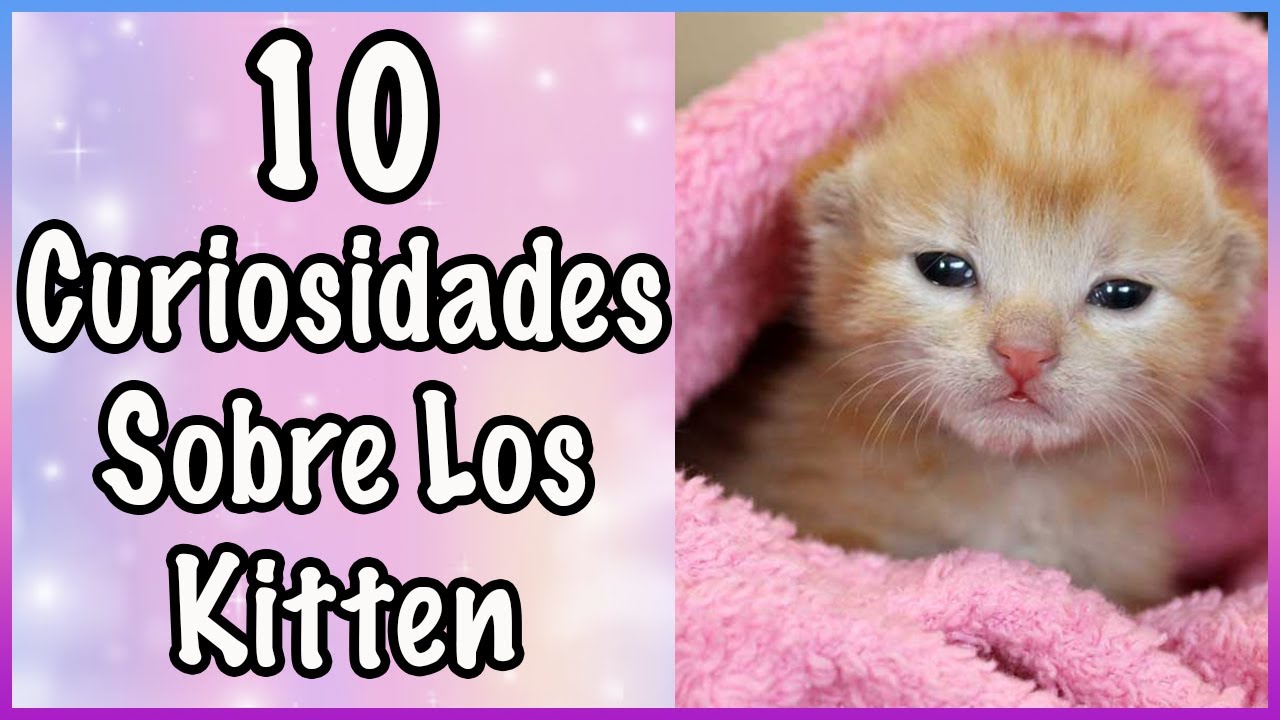 CURIOSIDADES SOBRE LOS GATOS BEBES O KITTEN - SiamCatChannel
