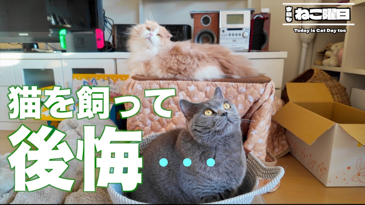 【保存版】初めて猫を飼う人が後悔しやすいこと5選｜事前に知れば防げます
