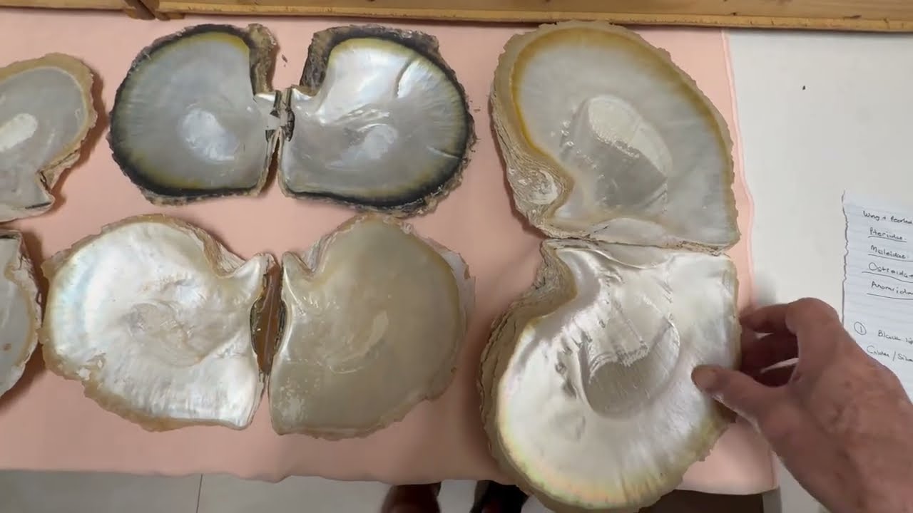 Моя коллекция морских ракушек. Видео 40: Раковины устриц - Pteriidae, Malleidae, Ostreidae, Anomi...