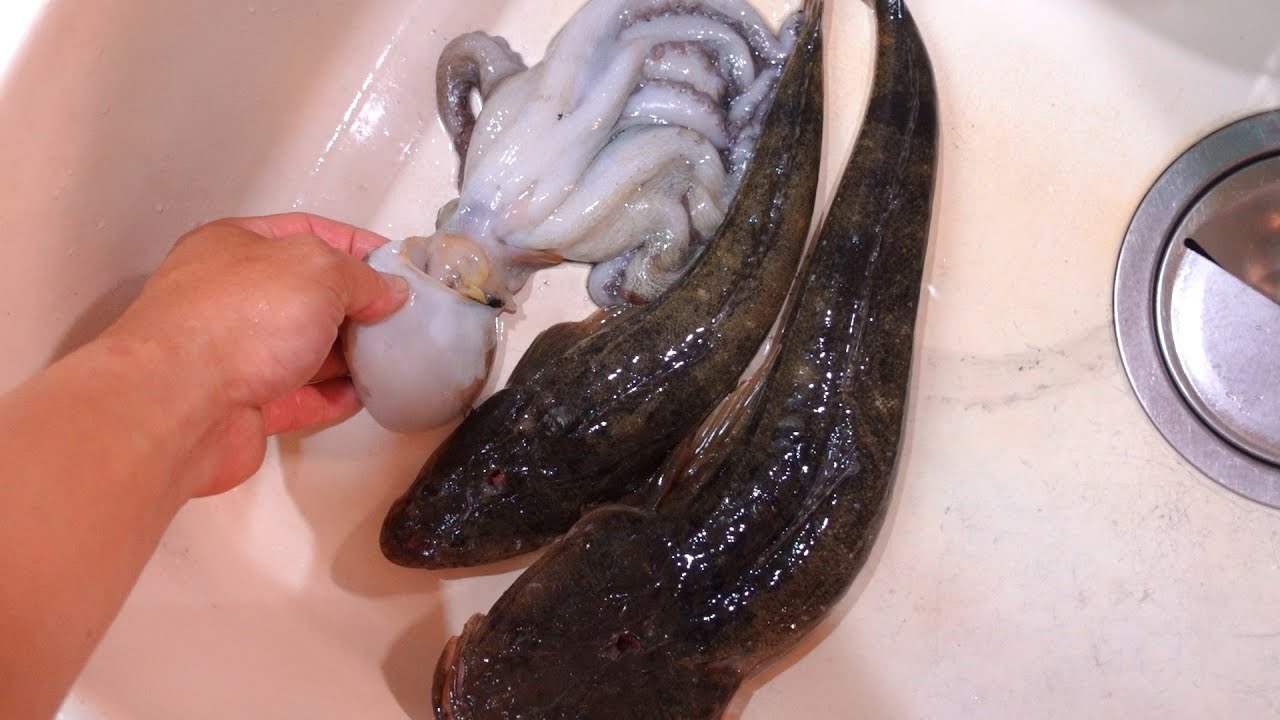 マダコを初めて釣った！下処理して捌いて生のまま刺身で食べてみた！