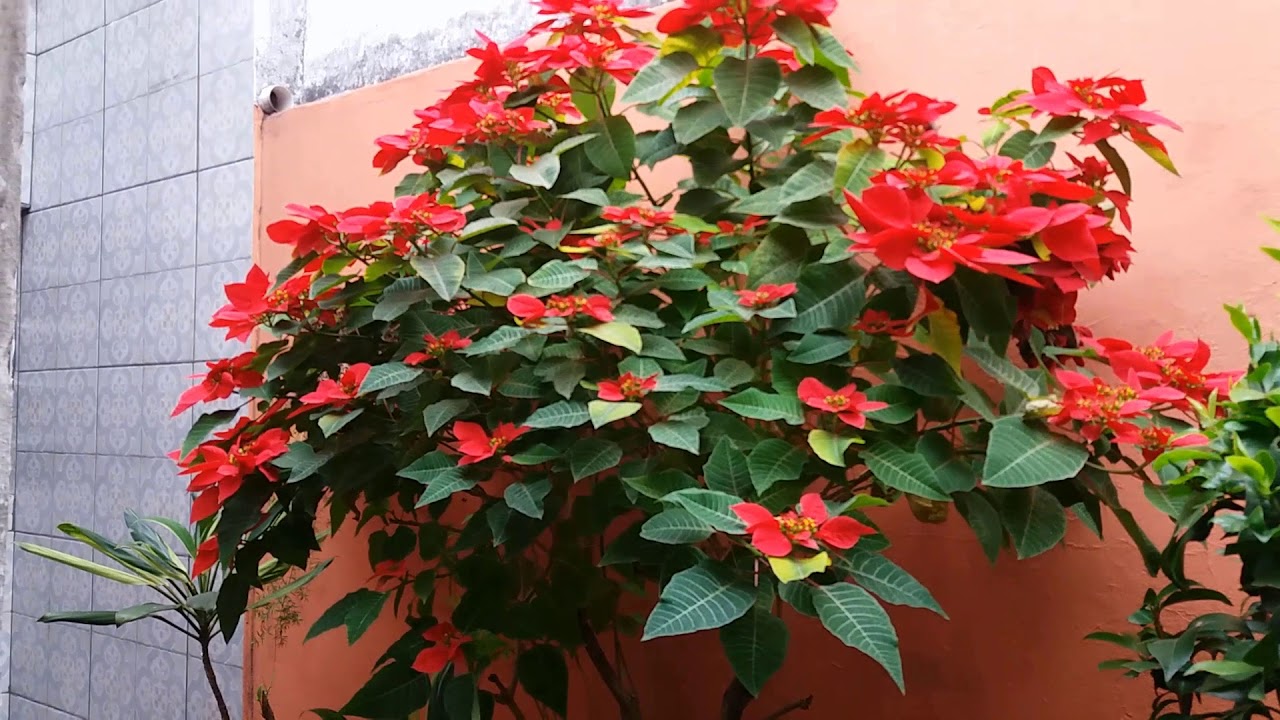 Bico de papagaio - Euphorbia pulcherrima se derretendo em flores