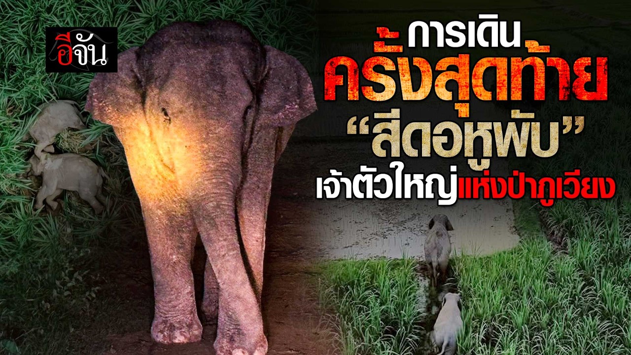 การเดินครั้งสุดท้าย “สีดอหูพับ” เจ้าตัวใหญ่แห่งป่าภูเวียง | อีจัน EJAN