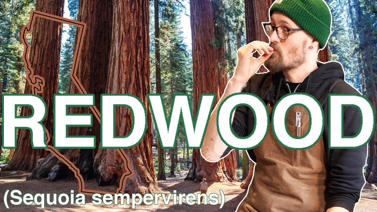Калифорнийская прибрежная секвойя - Sequoia sempervirens - моя ЛЮБИМАЯ древесина для верхней деки...