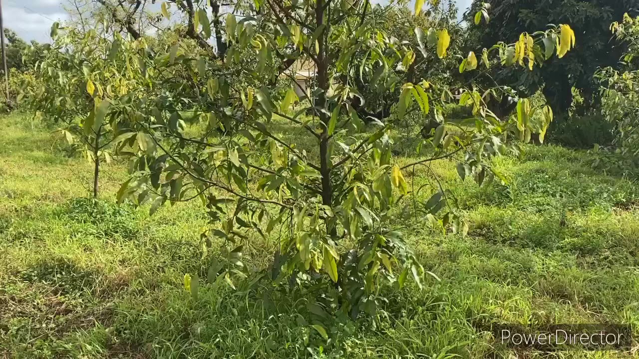 The first achacha blooms in our tropical fruit forest!