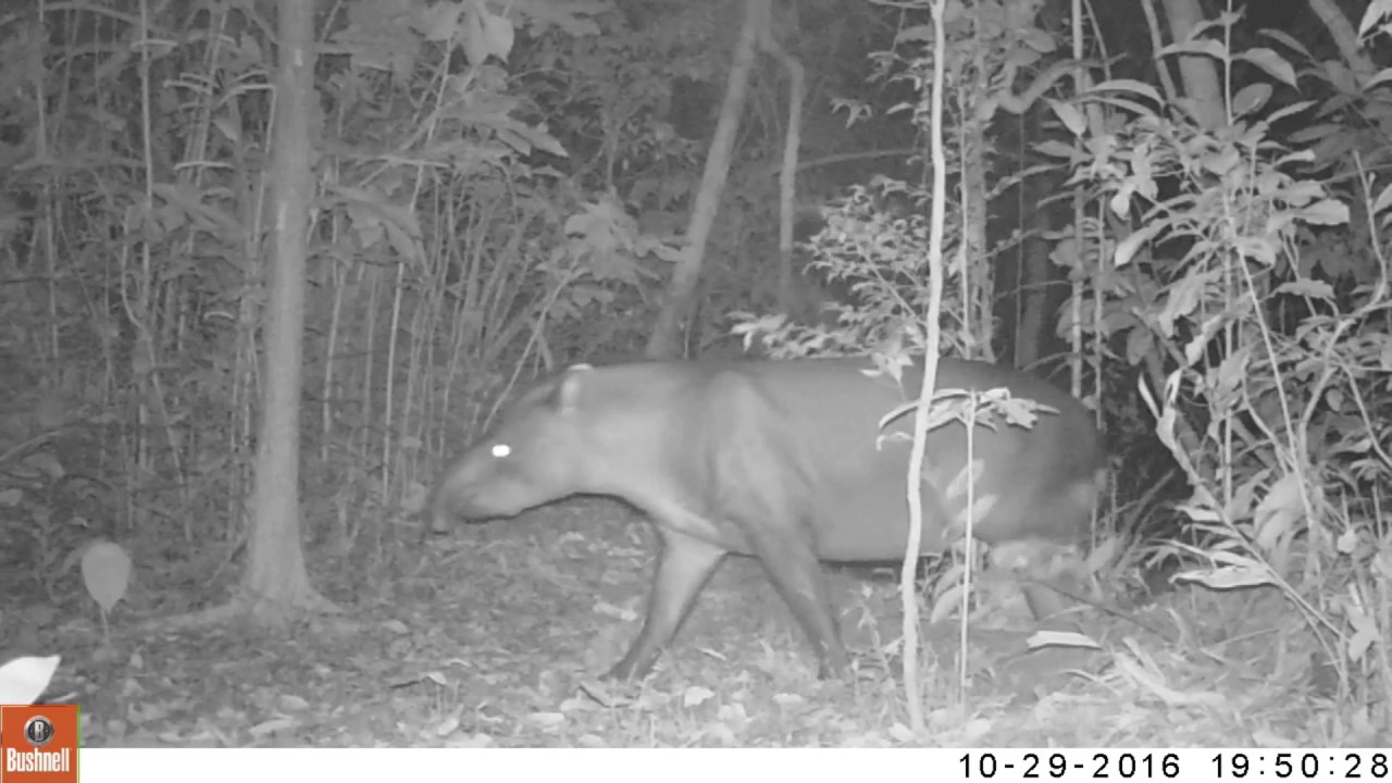 Amazon Rainforest Wildlife - Best of Trail Camera 2016