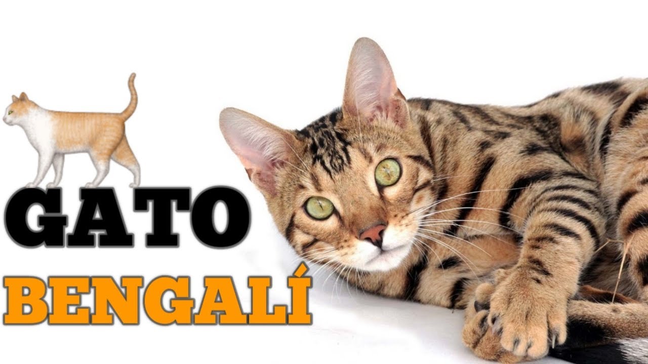 ¿SABÍAS ÉSTO DEL GATO BENGALÍ?😱- Todo Sobre ésta Raza de Gato