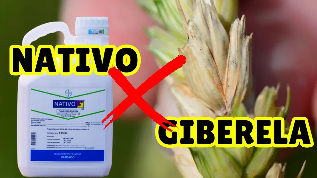 FUNGICIDA NATIVO CONTROLA GIBERELA NO TRIGO??