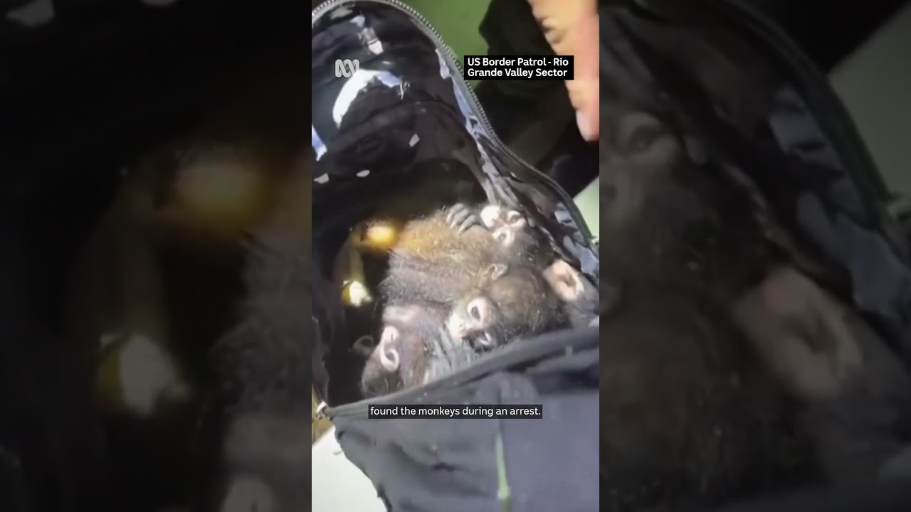 US Border Patrol find smuggled spider monkeys