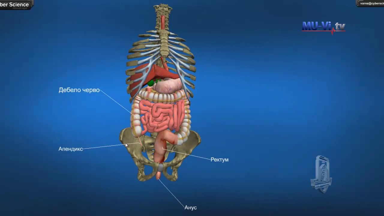 3D Обучение по анатомия – Храносмилателна система