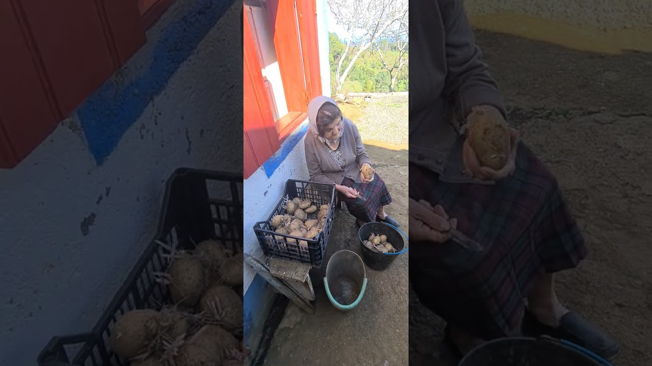 Dona Maria a prepar as cemilhas para plantar,  na ilha madeira Portugal