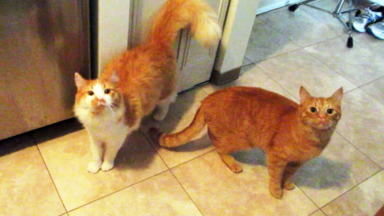 ESPECIAL GATOS: KIMI E LOGAN