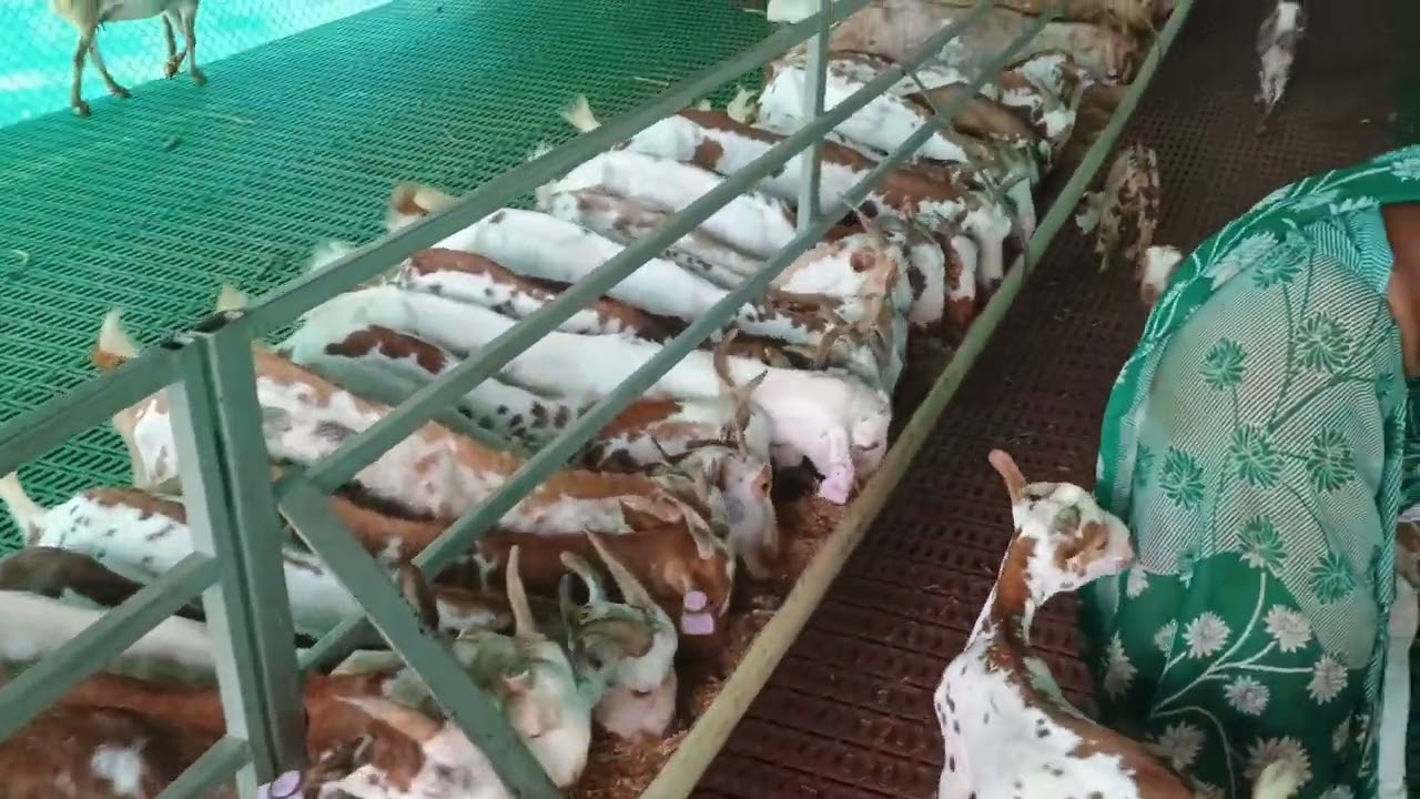 TOP QUALITY BARBARI GOAT FARM RUNAKTA AGRA UP 7017992603#cirg #goat #cow #animals #bakr #mathura