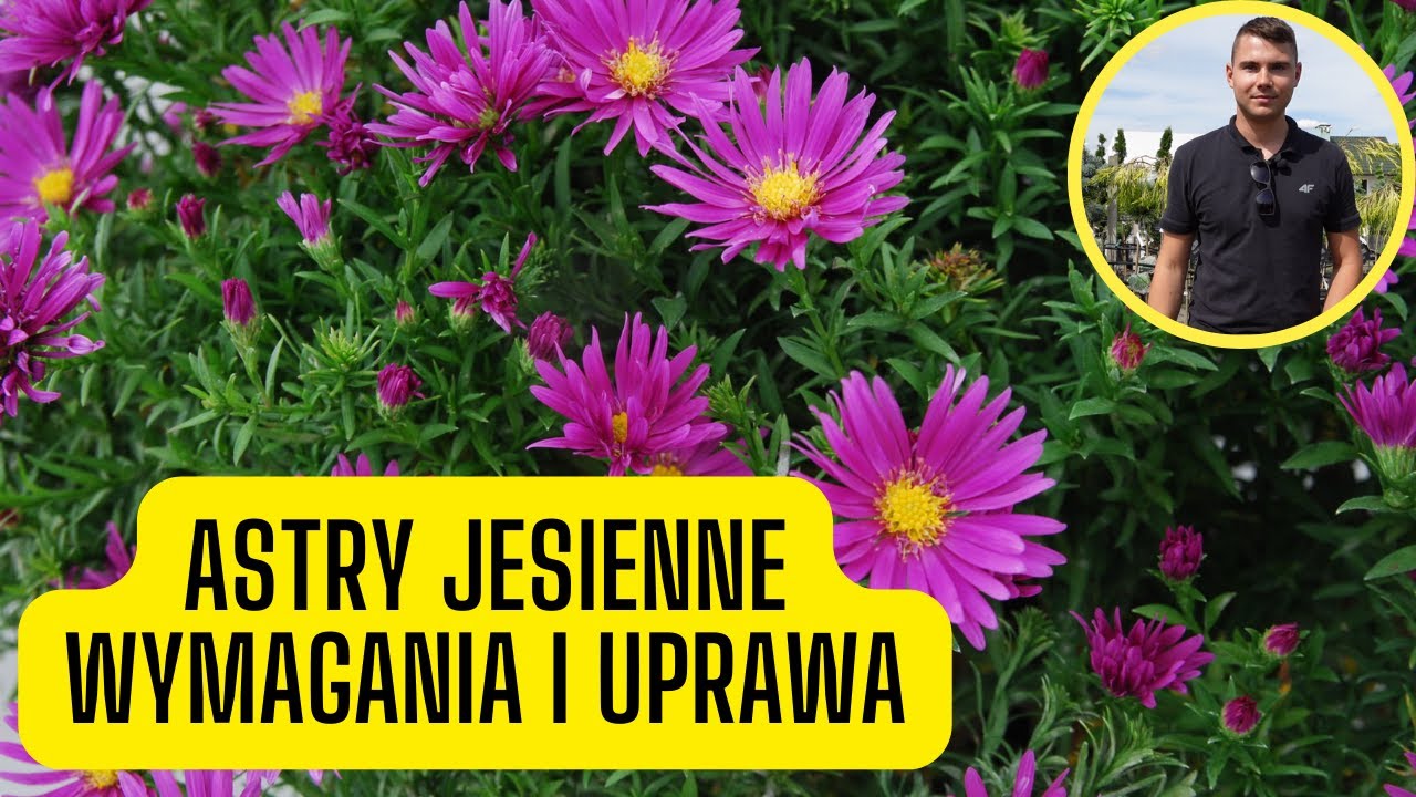 Aster jesienny – wymagania i uprawa marcinków. Bylina kwitnąca jesienią