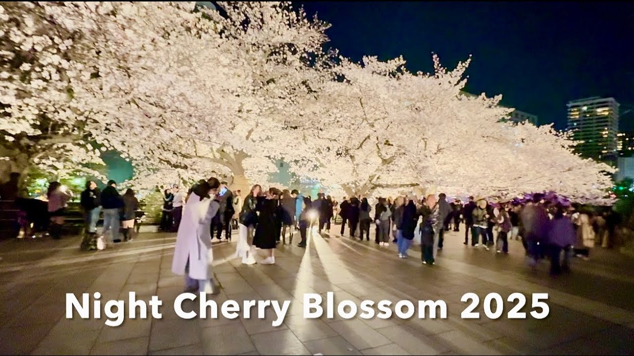 Japan Cherry blossoms 2025 #sakura2025#舞鶴公園 #福岡#桜#Fukuoka Japan#さくら祭り