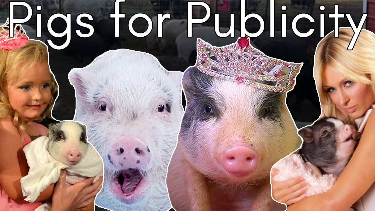 The ‘Mini’ Pig Scam And The Celebrities Who Fell For It