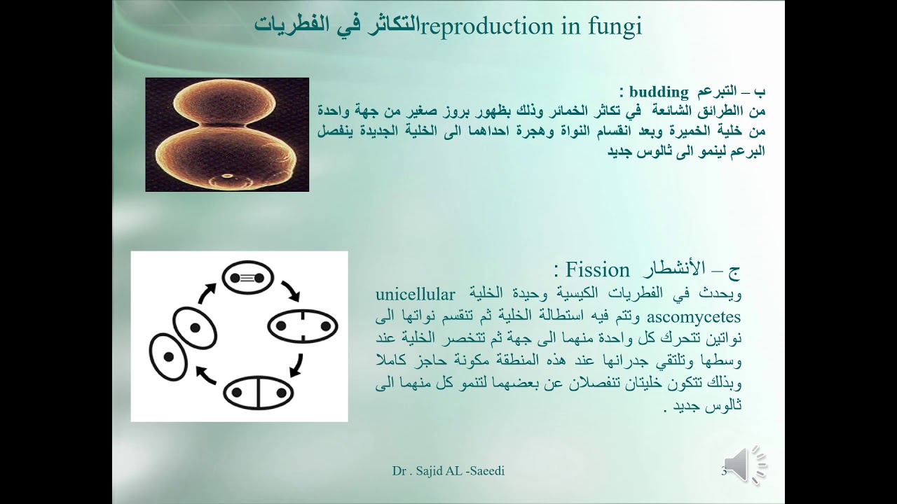 التكاثر في الفطريات مح3