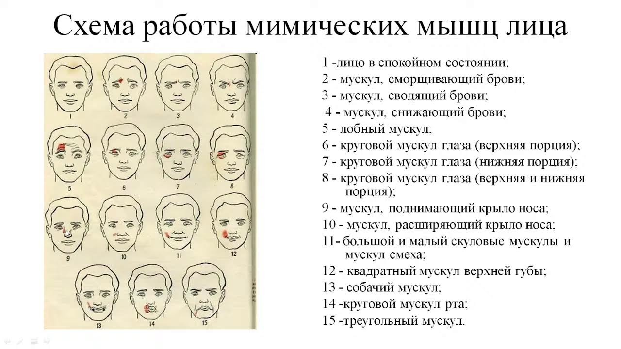 Воротникова М.В. лекция Жевательные и мимические мышцы 26.10.2021