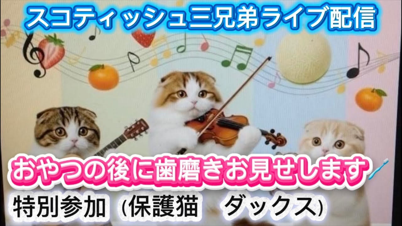 スコティッシュ三兄弟 No.208 おやつから、歯磨きお見せします🪥