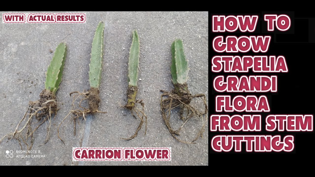 Propagation of carrion flower plant | how to grow stapelia gigantea from stem cuttings